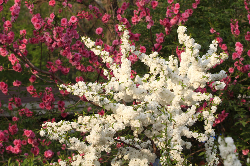 植物2 麦李