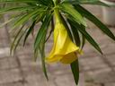 黄花夹竹桃