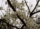 家乡风景（18）――梨花和枇杷花